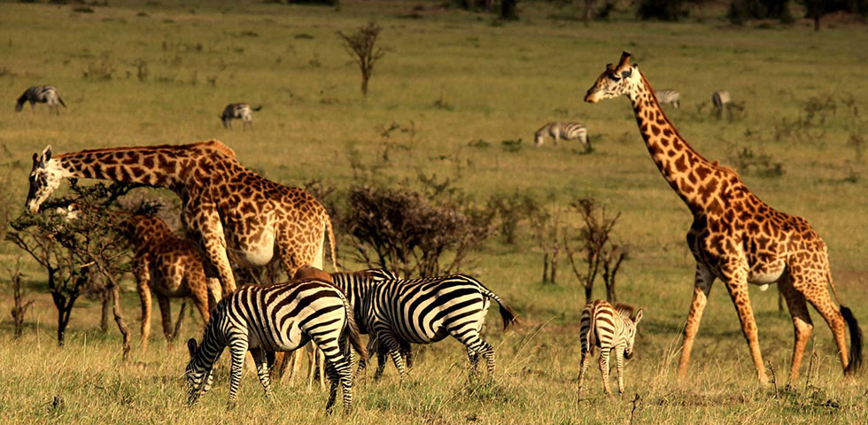 7 days Kenya Wildlife