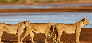 11 Days Kenya and Tanzania safari