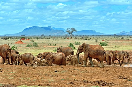 Tsavo National Park Safari