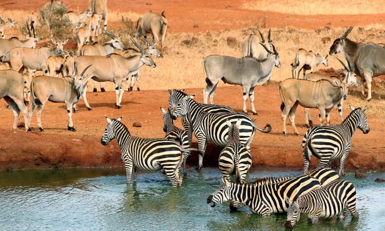 Tsavo national park animals
