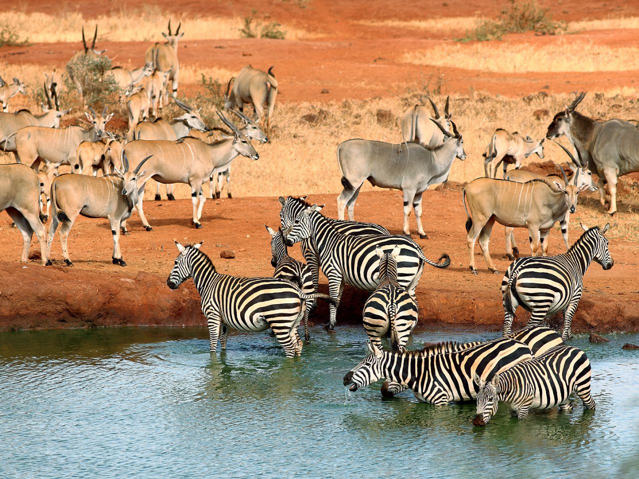 Tsavo National Park Animals | Tsavo National Park Wildlife