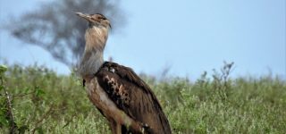 Tsavo East National Park birds