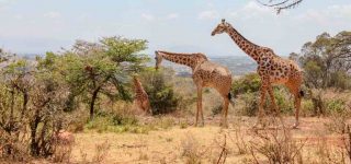 Tsavo East National Park attractions