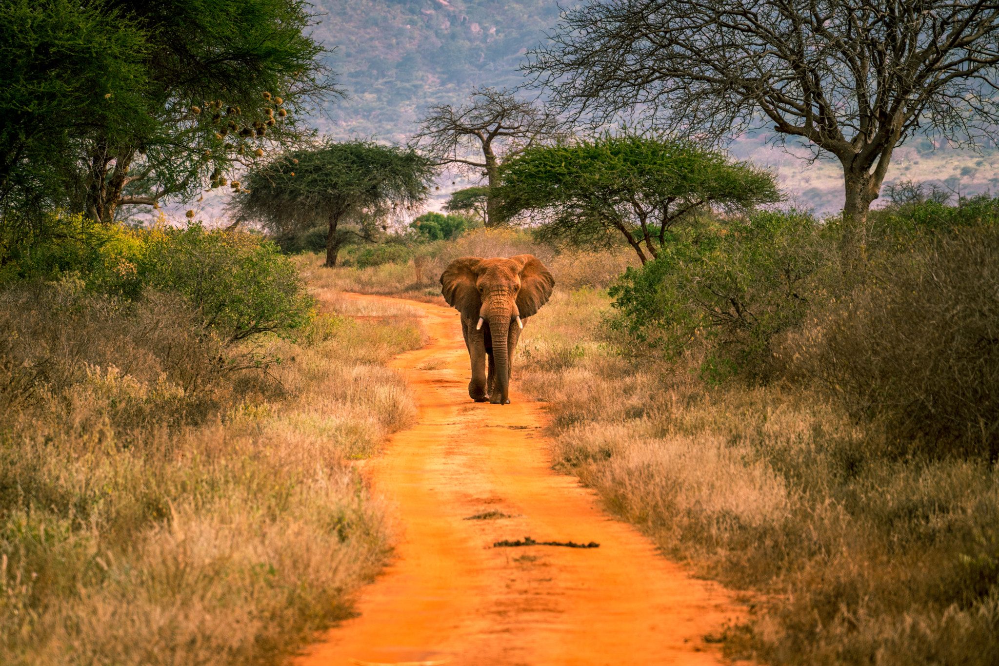 safari tsavo koszt