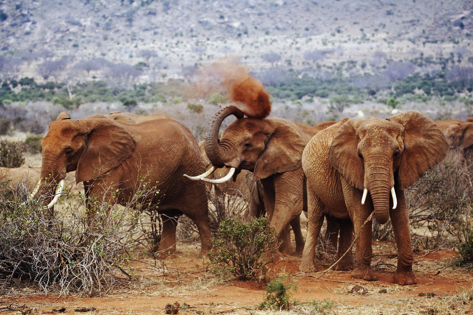 5 days Tsavo and Amboseli wildlife safari