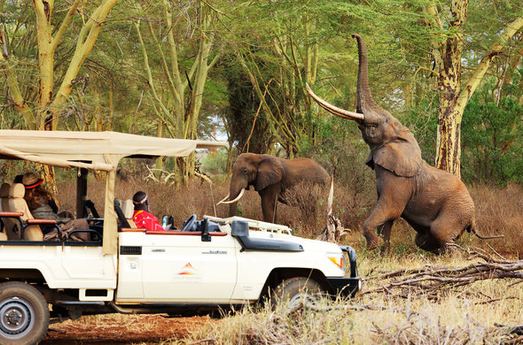 5 days Tsavo and Amboseli wildlife safari