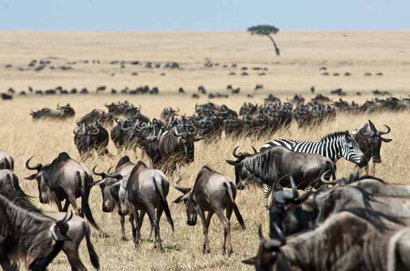 3 days Maasai Mara Honeymoon safari
