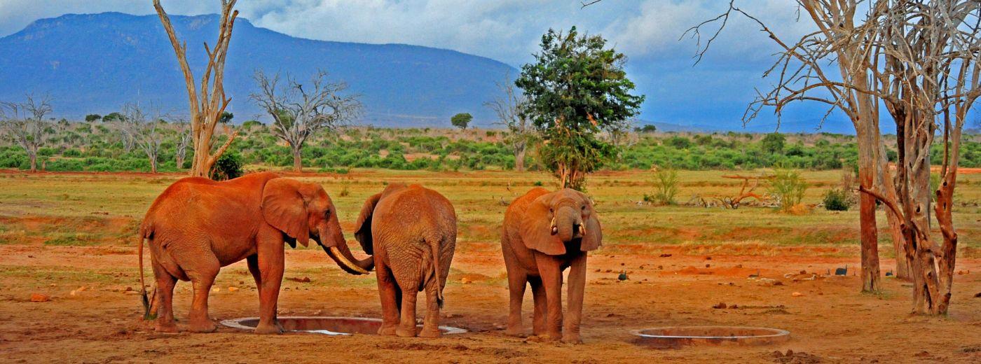 How to choose between Tsavo West and Tsavo East