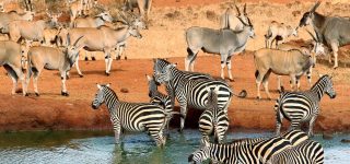Tsavo National Park Kenya safari