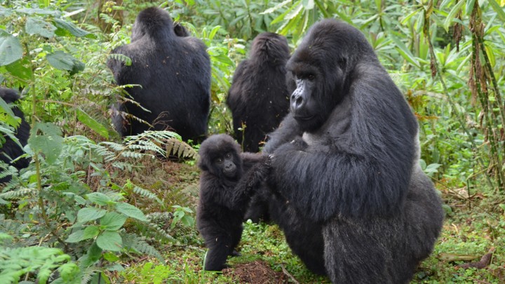 3 Days Uganda Gorilla trekking Safari
