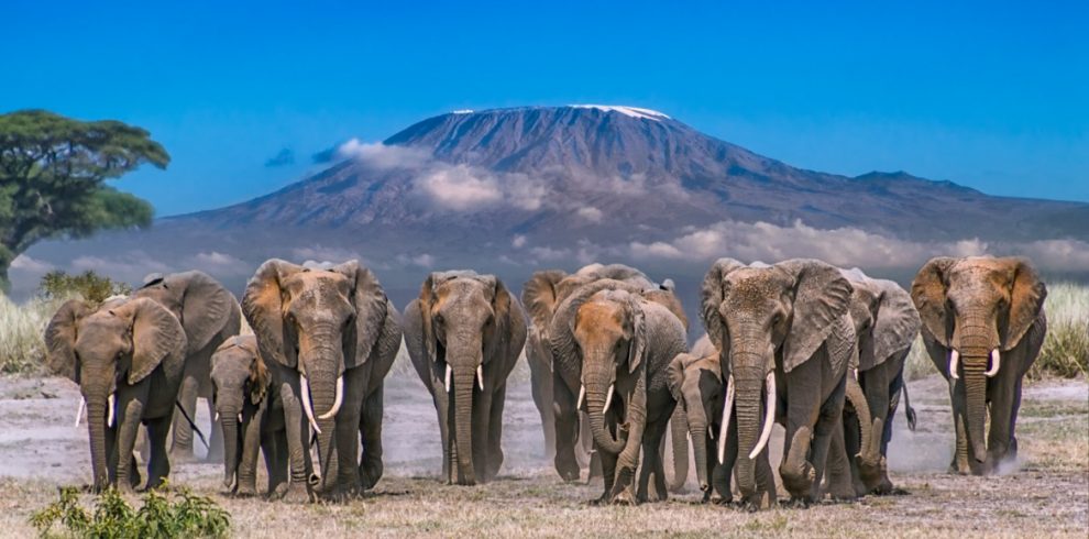 Amboseli National Park Elephants 