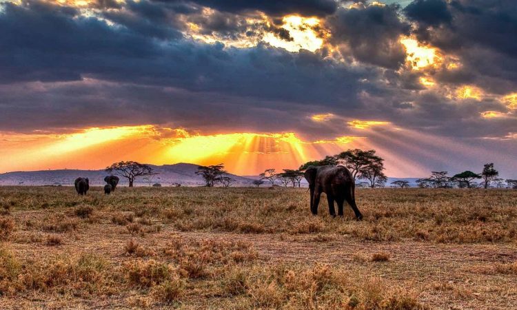 6 Days Ngorongoro and Serengeti Tanzania safari