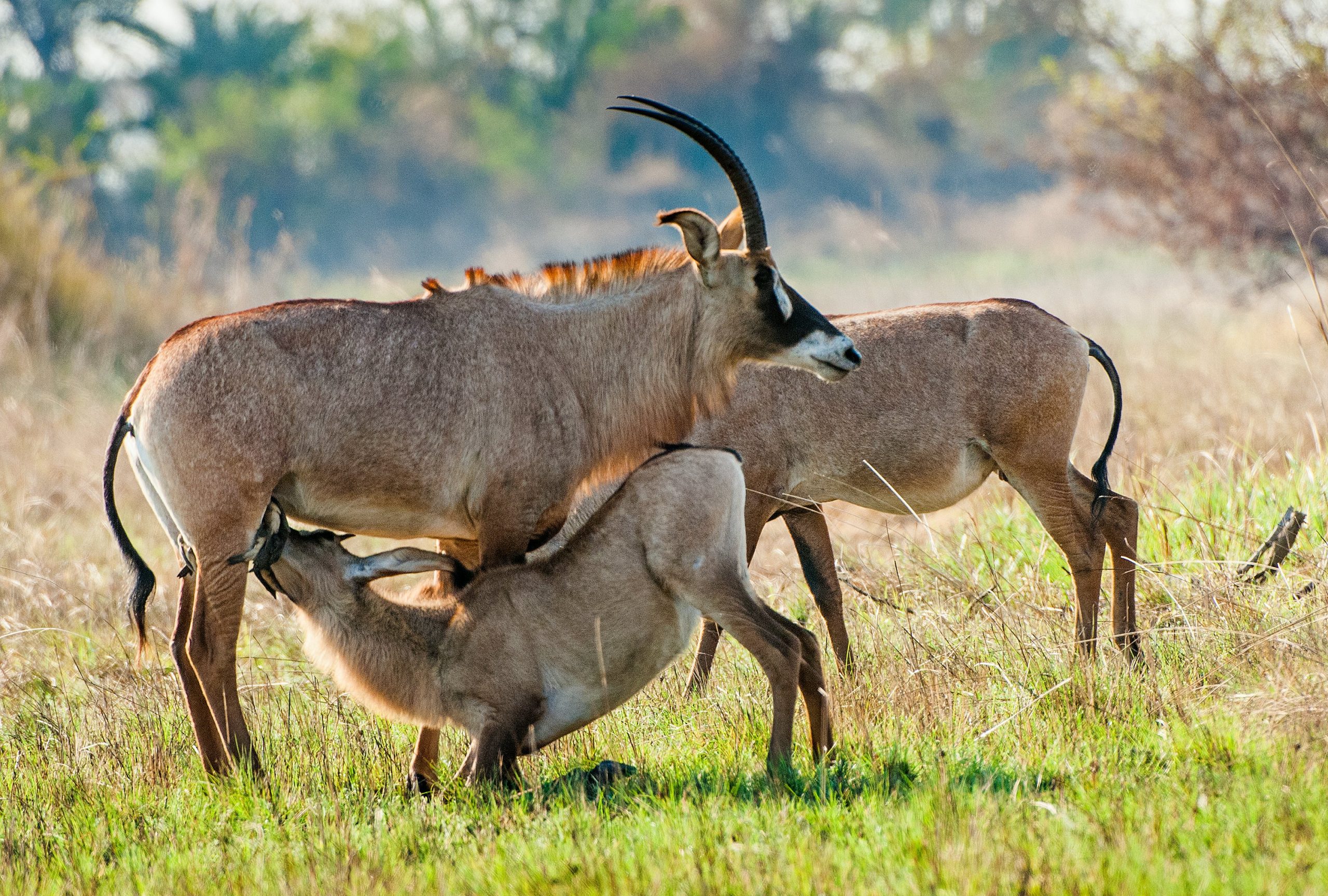Roan Antelopes in Kenya 