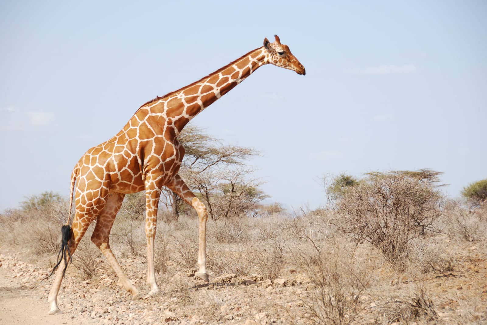 Facts About Reticulated Giraffe