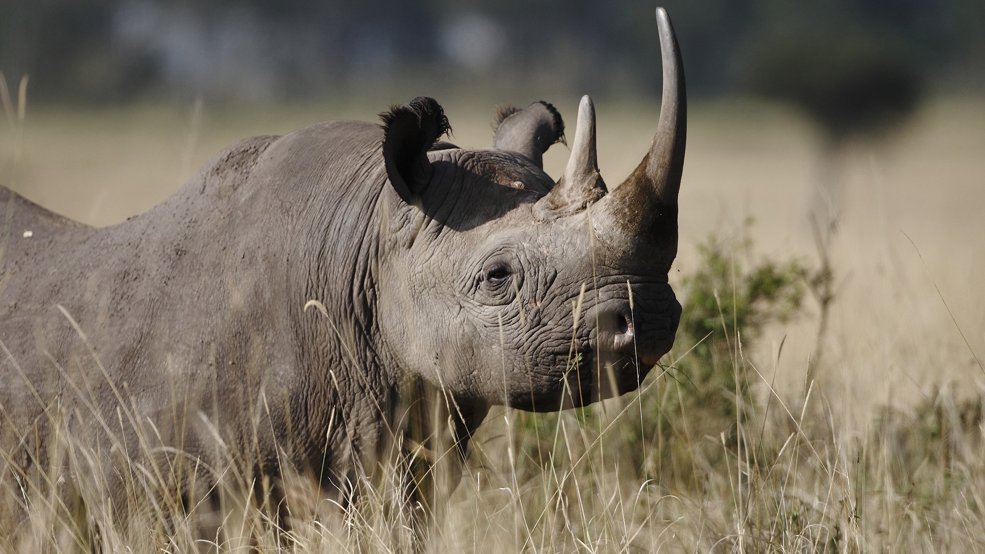Best places to see Rhinos in Kenya on a Kenya Safari