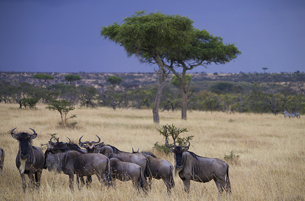 How Fast Can A Wildebeest Run?