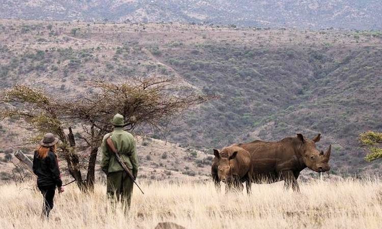 Guide to Planning a Safari in Kenya