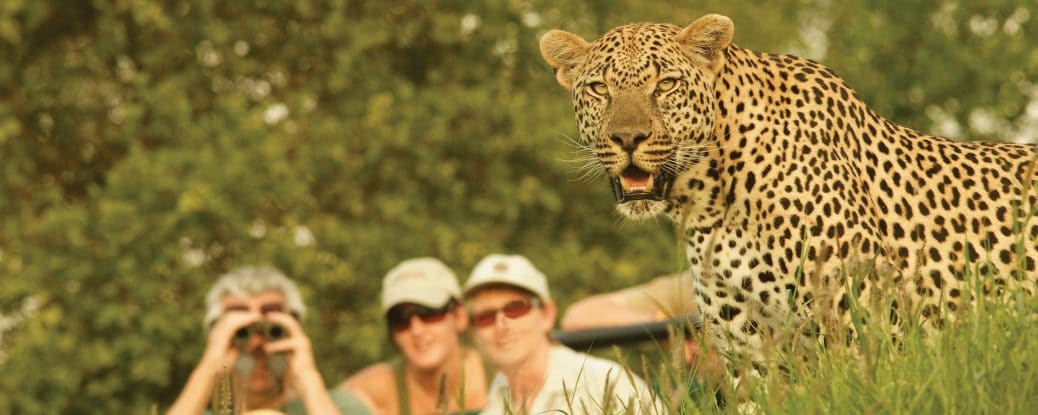 Why are safaris so expensive?
