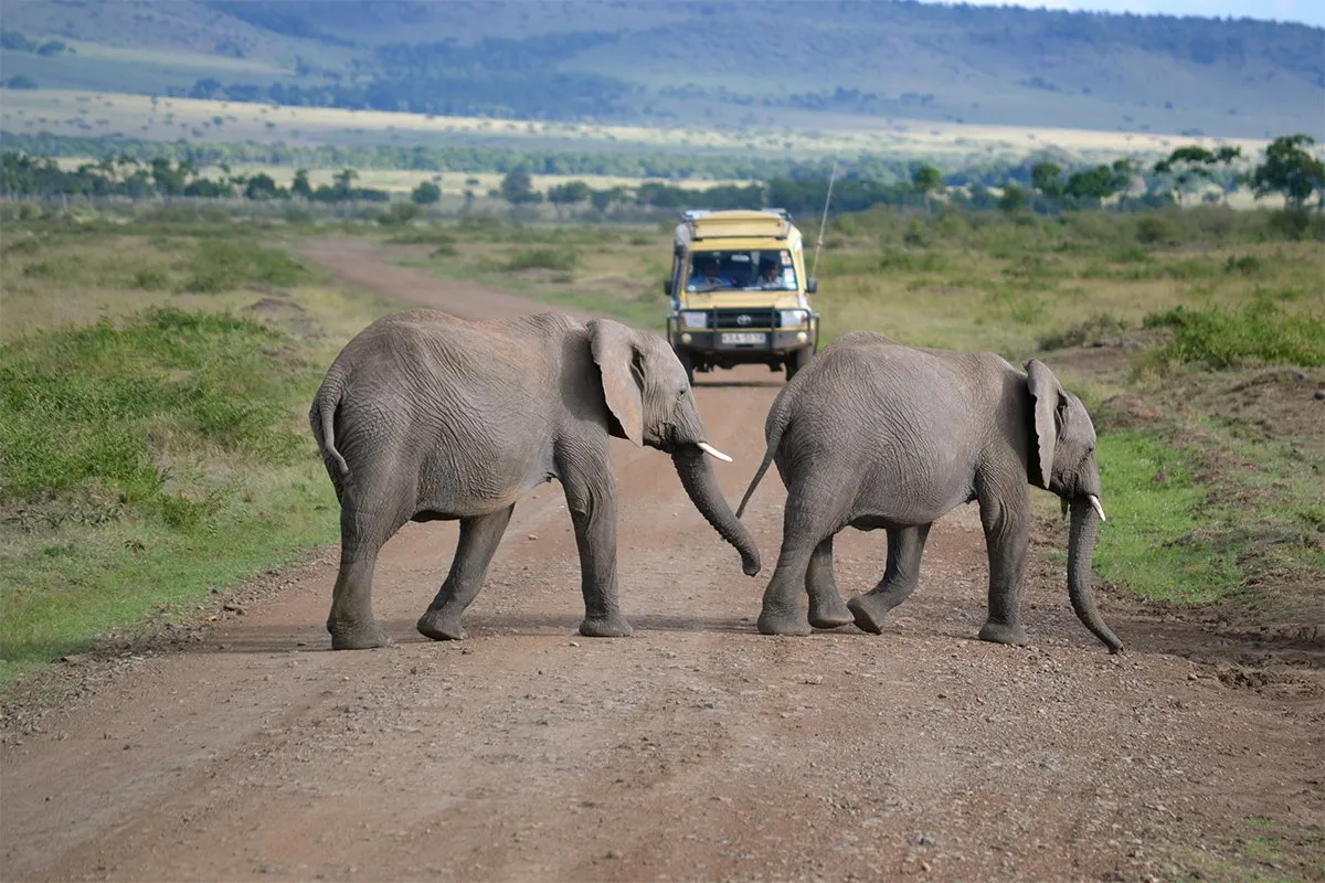 Best time to visit Kenya and Tanzania on a safari