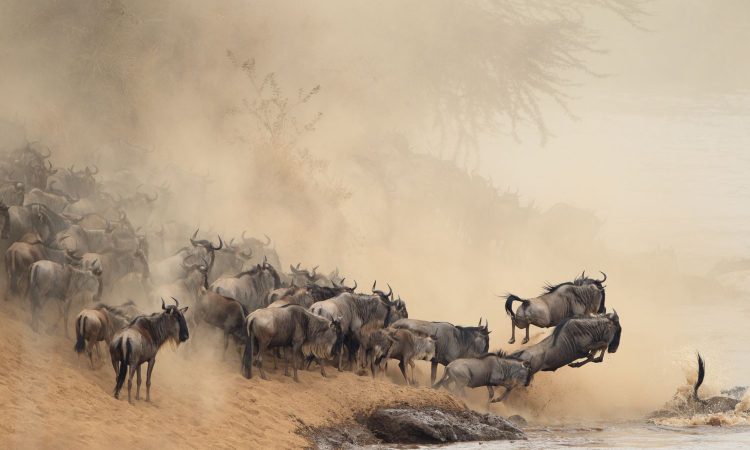 What is the migration safari in Kenya
